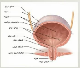 خونرسانی کلیه و مسیر تشکیل ادرار 