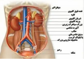 کلیه ها